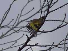 �J�����q��