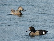 �L���N���n�W���ƃz�V�n�W��