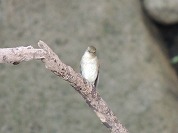 �R�T���r�^�L