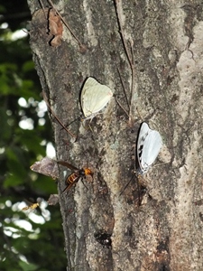 �I�I�����T�L�Ȃ�