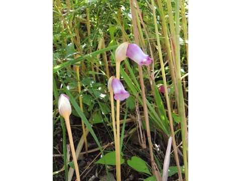 ナンバンギセル