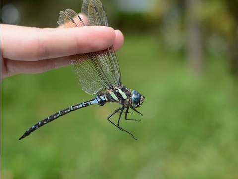 オオルリボシトンボ