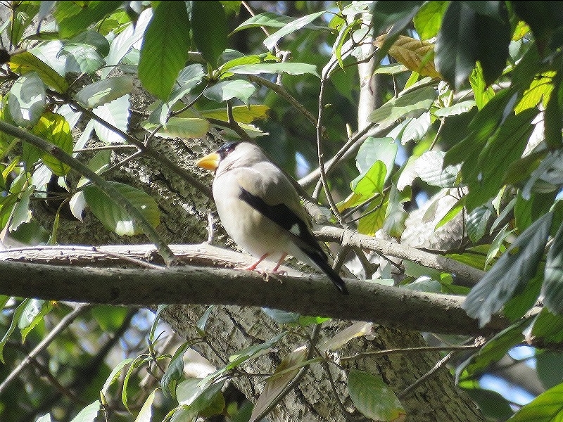 20160321-furuichi-01ikaru