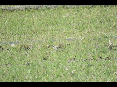 20160321-furuichi-02kochidori