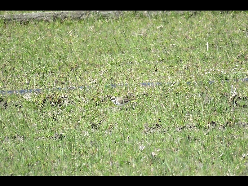 20160321-furuichi-02kochidori