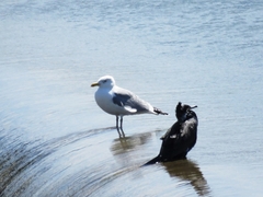 20160321-furuichi-03segurokamome