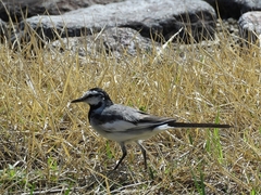 20160321-furuichi-04hakusekirei