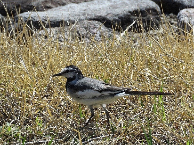 20160321-furuichi-04hakusekirei