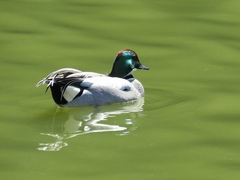 20160321-furuichi-05yochigamo