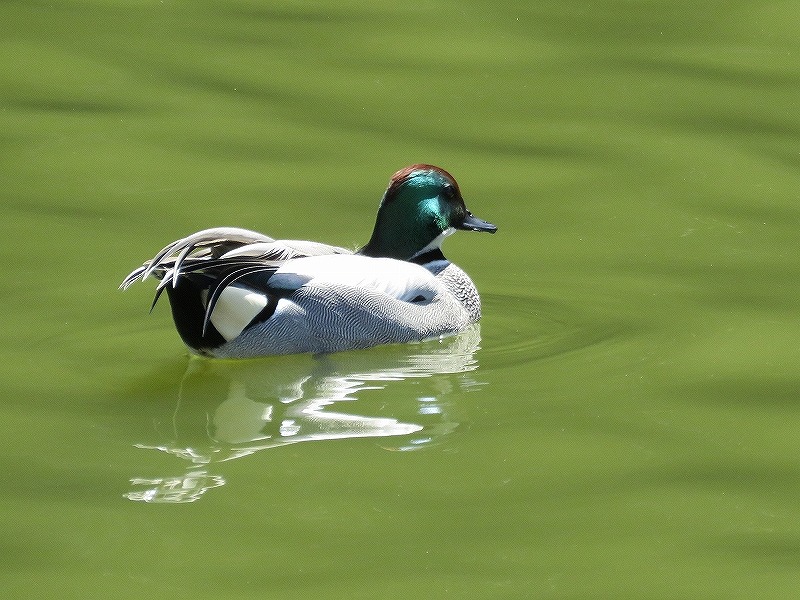 20160321-furuichi-05yochigamo