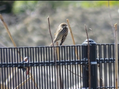 20160321-furuichi-06oojyurin