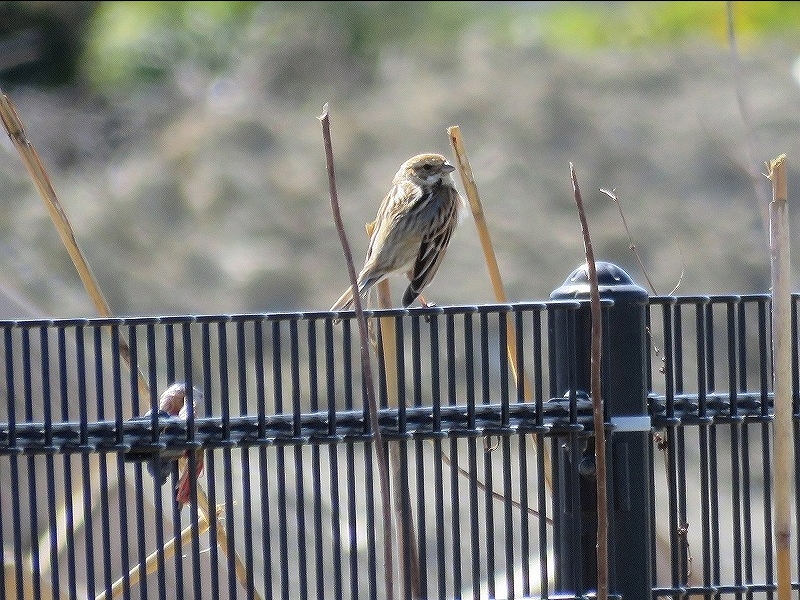 20160321-furuichi-06oojyurin
