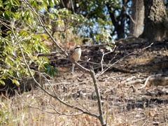 20160321-furuichi-10mozu