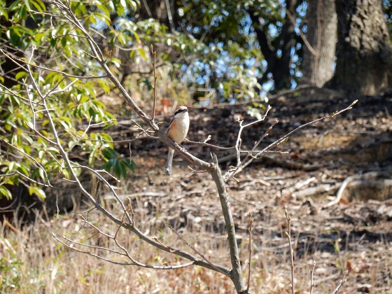 20160321-furuichi-10mozu