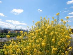 20160321-furuichi-11nanohana