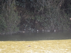 20160321-furuichi-12oshidori