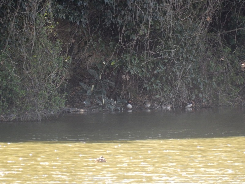 20160321-furuichi-12oshidori