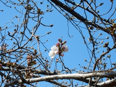 20160321-furuichi-13sakura
