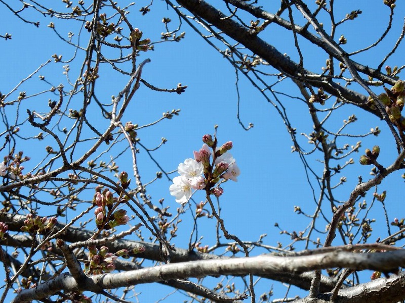 20160321-furuichi-13sakura