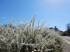 20160321-furuichi-16yukiyanagi