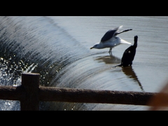 20160321-furuichi-17