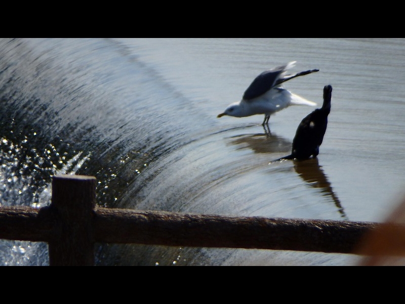 20160321-furuichi-17