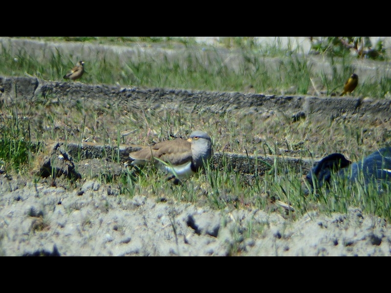 20160321-furuichi-18