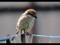 20160321-furuichi-21mozu