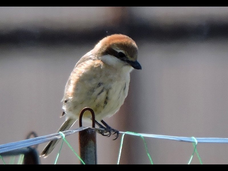 20160321-furuichi-21mozu