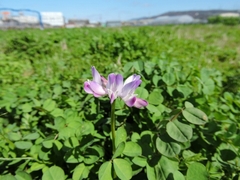 20160321-furuichi-22renge