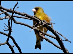 20160321-furuichi-23kawarahiwa