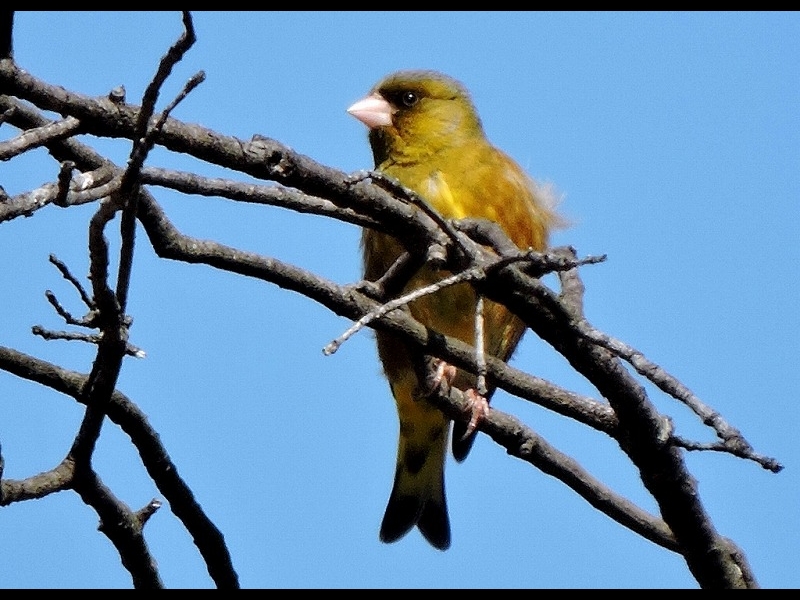 20160321-furuichi-23kawarahiwa