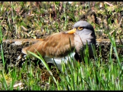 20160321-furuichi-24keri