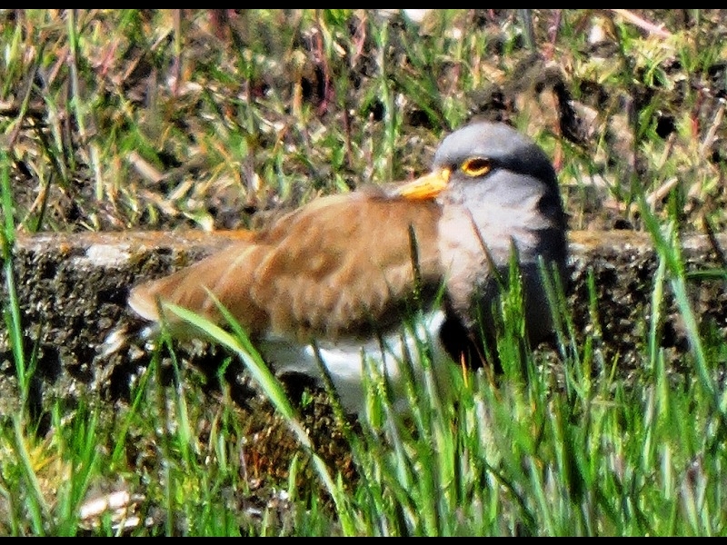 20160321-furuichi-24keri