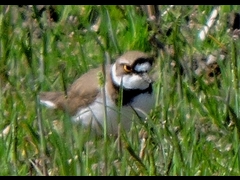 20160321-furuichi-25kochidori