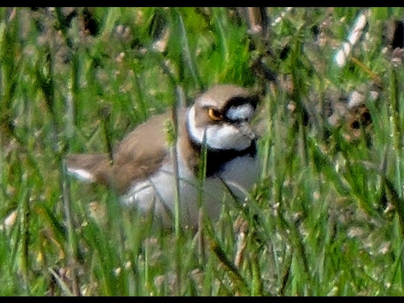 20160321-furuichi-25kochidori