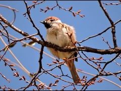 20160321-furuichi-26suzume