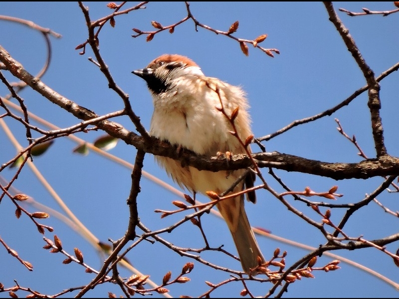 20160321-furuichi-26suzume