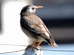 20160321-furuichi-27mukudori