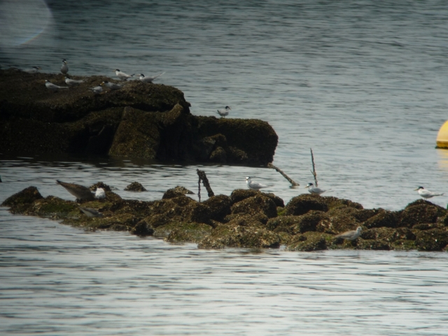 20150506-koushienhama-01-koajisashi