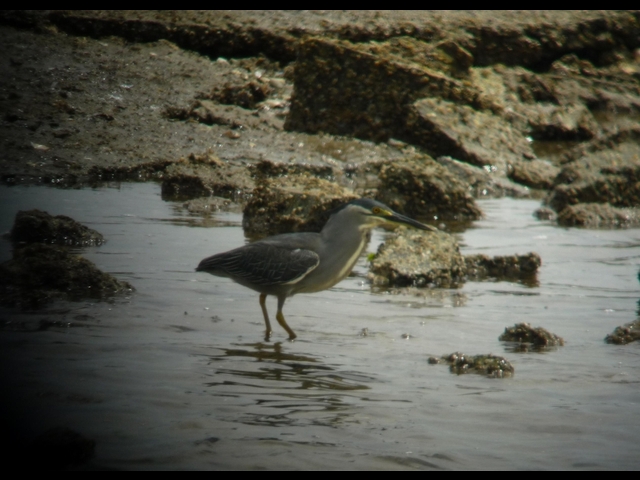 20150506-koushienhama-02-sasagoi