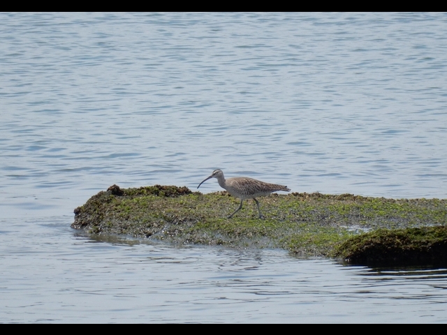 20150506-koushienhama-06-tyuusyakushigi1