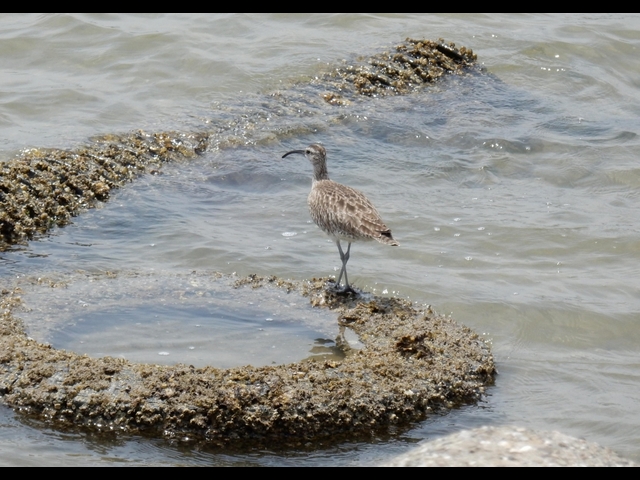 20150506-koushienhama-07-tyuusyakushigi2