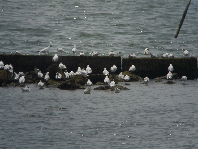 20150506-koushienhama-08-yurikamome