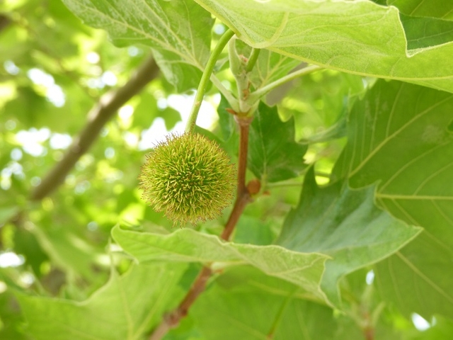 20150506-koushienhama-09-P1260626