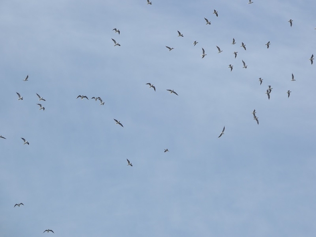 20150506-koushienhama-10-P1260676