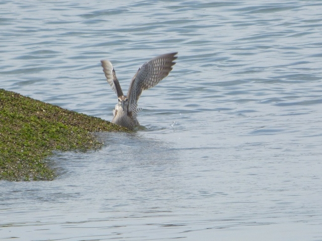 20150506-koushienhama-11-P1260685