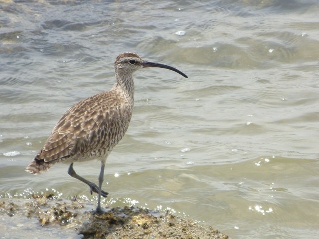 20150506-koushienhama-12-P1260764