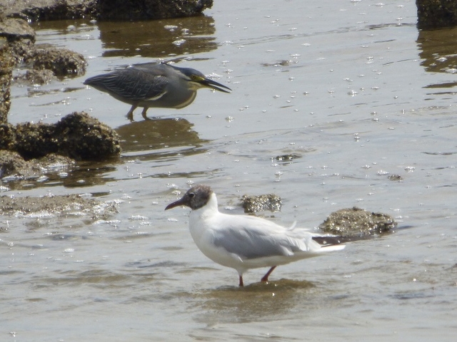 20150506-koushienhama-13-P1260774