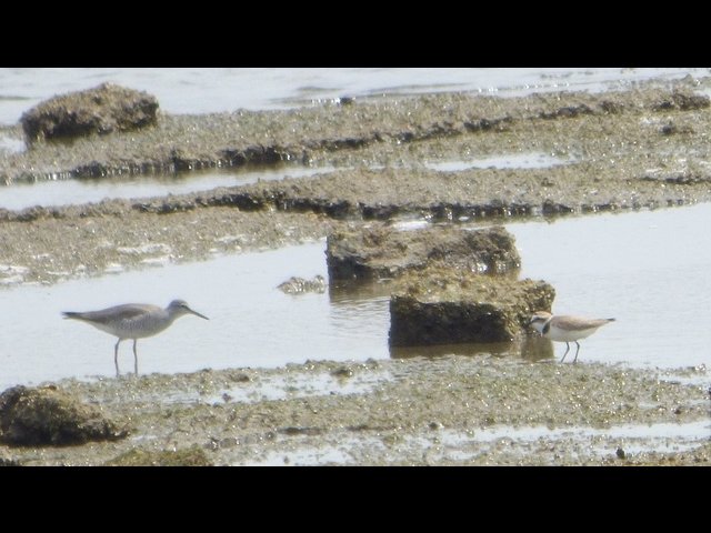 20150506-koushienhama-14-P1260788